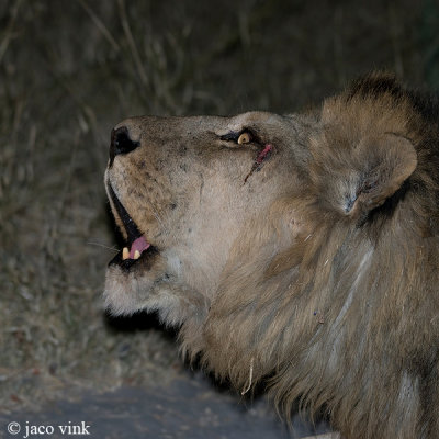 Lion - Leeuw - Panthera leo