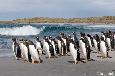 Gentoo Penguin - Ezelspingun - Pygoscelis papua