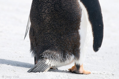 Gentoo Penguin - Ezelspingun - Pygoscelis papua