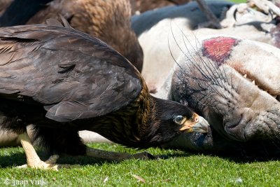 Striated Caracara - Falklandcaracara - Phalcoboenus australis