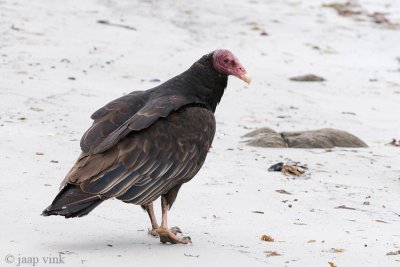 Turkey Vulture - Kalkoengier - Cathartes aura