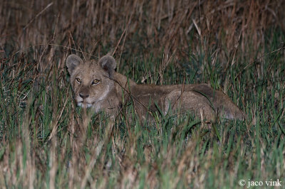 Lion - Leeuw - Panthera leo