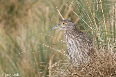 Black-crowned Night-Heron - Kwak - Nycticorax nycticorax