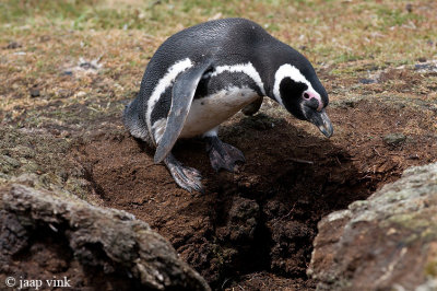 Magellanic Penguin - Magelhaenpingun - Spheniscus magellanicus
