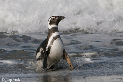 Magellanic Penguin - Magelhaenpingun - Spheniscus magellanicus