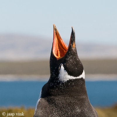 Gentoo Penguin - Ezelspinguïn - Pygoscelis papua