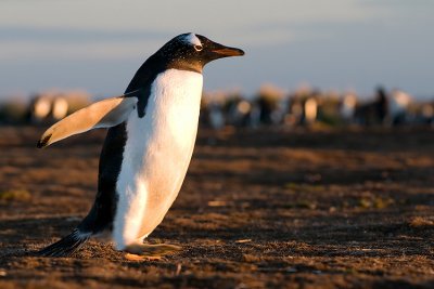 Gentoo Penguin - Ezelspingun - Pygoscelis papua