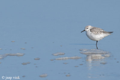 Sanderling - Drieteenstrandloper - Calidris alba