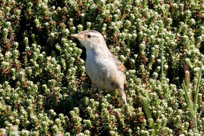 Sedge Wren - Zeggewinterkoning - Cistothorus platensis