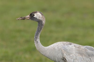 Eurasian Crane - Kraanvogel - Grus grus