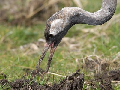 Eurasian Crane - Kraanvogel - Grus grus