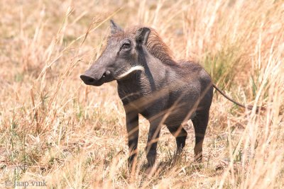 Warthog - Wrattenzwijn - Phacochoerus africanus