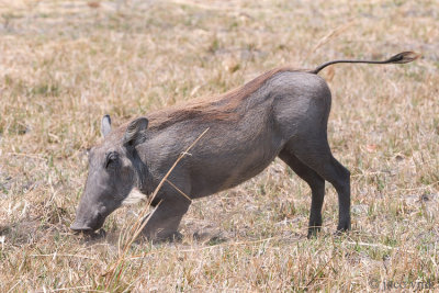 Warthog - Wrattenzwijn - Phacochoerus africanus