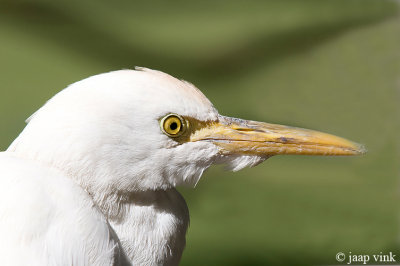 Cattle Egret - Koereiger - Bubulcus ibis
