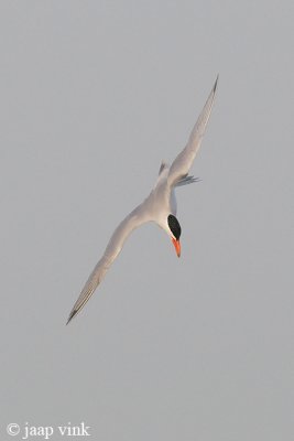 Caspian Tern - Reuzenstern - Sterna caspia