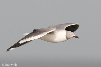Grey-headed Gull - Grijskopmeeuw - Larus cirrocephalus
