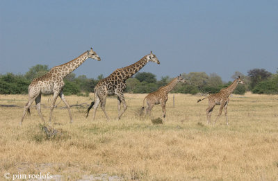 Giraffe - Giraf - Giraffa camelopardelis