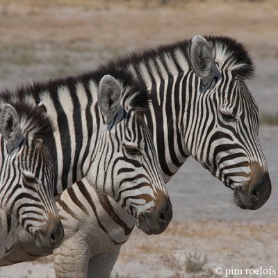 Plains Zebra - Steppenzebra - Equus quagga