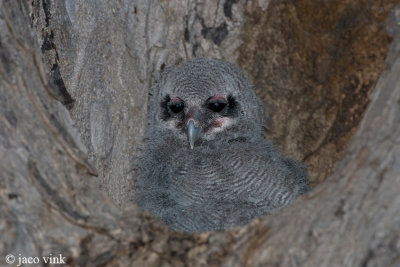 Verreaux's Eagle Owl - Verreaux-oehoe - Bubo lacteus