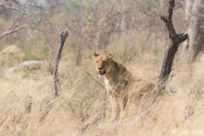 Lion - Leeuw - Panthera leo