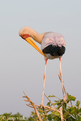 Yellow-billed Stork - Afrikaanse Nimmerzat - Mycteria ibis