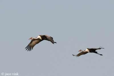 Wattled Crane - Lelkraanvogel - Grus carunculatus