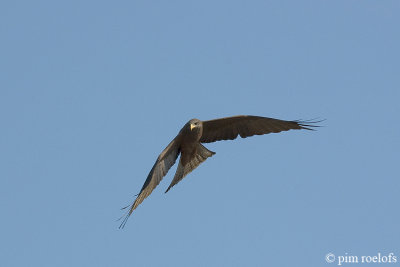 Yellow-billed (Black) Kite - Geelsnavelwouw - Milvus migrans