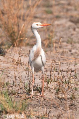 Cattle Egret - Koereiger - Bubulcus ibis