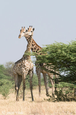 Giraffe - Giraf - Giraffa camelopardelis
