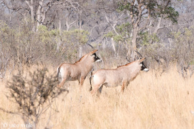 Roan Antelope - Roanantilope - Hippotragus equinus