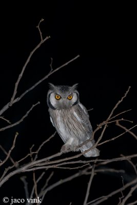 Southern White-faced Owl - Zuidelijke Witwanguil - Ptilopsis granti