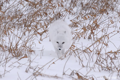 Arctic Fox - Poolvos - Vulpes lagopus