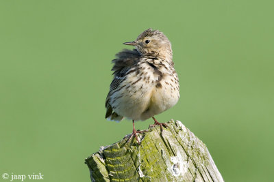 Meadow Pipit - Graspieper - Anthus pratensis