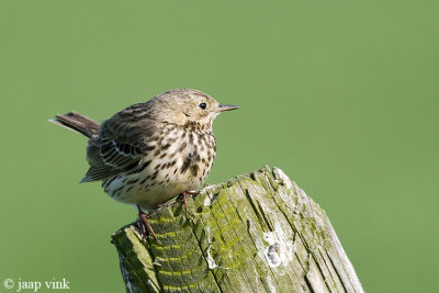 Meadow Pipit - Graspieper - Anthus pratensis