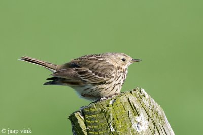 Meadow Pipit - Graspieper - Anthus pratensis