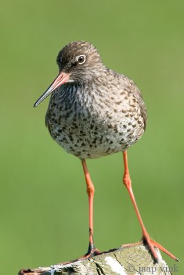 Redshank - Tureluur - Tringa totanus