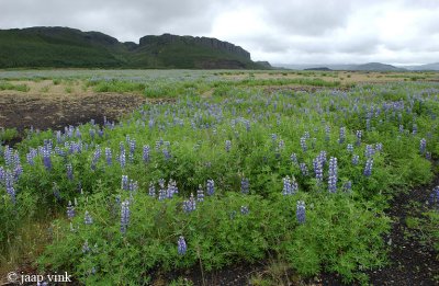 Nootka Lupin - Alaskaanse Lupine - Lupinus nootkatensis