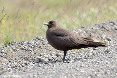 Arctic Skua - Kleine Jager - Stercorarius parasiticus