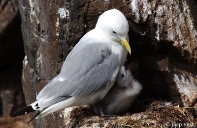 Kittiwake - Drieteenmeeuw - Rissa tridactyla