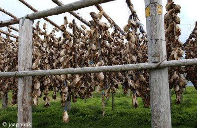Drying Cod heads