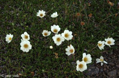 Mountain Avens - Achtster - Dryas octopetela