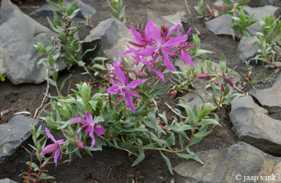 Arctic Riverbeauty - Breedbladige Bastaardwederik - Epilobium latifolium