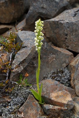 Small-white Orchid - Witte Muggenorchis - Pseudorchis albida
