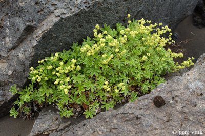 Alpine's Lady's Mantle - Alpenvrouwenmantel - Alchemilla alpina