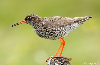 Redshank - Tureluur - Tringa totanus