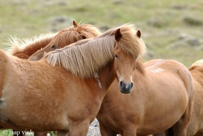 Icelandic Horses