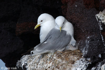Kittiwake - Drieteenmeeuw - Rissa tridactyla