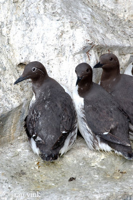 Guillemot - Zeekoet - Uria aalge