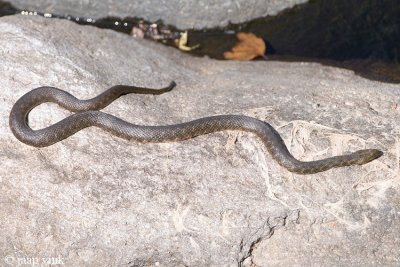 Dice Snake - Dobbelsteenslang - Natrix tessellata