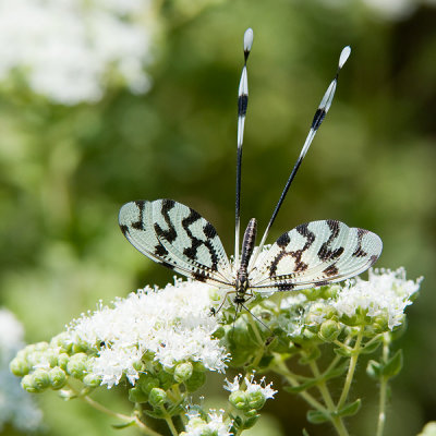 Grecian Streamertail - Grieks Wimpelstaartje - Nemoptera sinuata